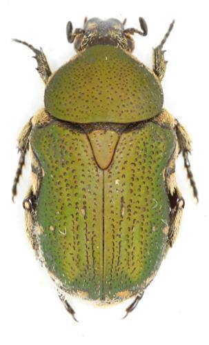 Réf. 309 712 : Glycyphana sp.